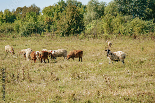 Fototapeta Naklejka Na Ścianę i Meble -  a small herd of sheep grazing in the field