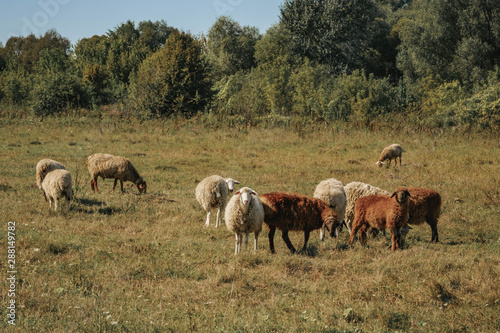 a small herd of sheep grazing in the field © Влад Астанин