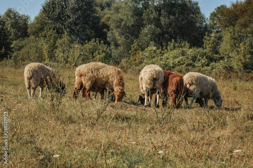 a small herd of sheep grazing in the field