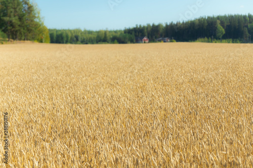 Wheat field on the farm at sunny autumn day