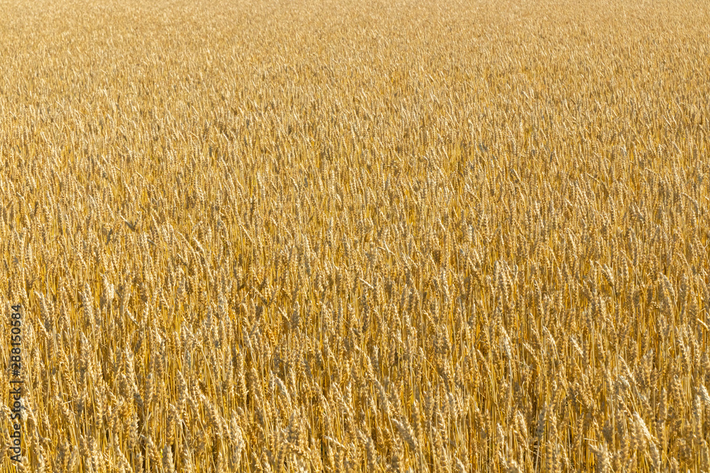 Wheat field on the farm at sunny autumn day Wheat field on the farm at sunny autumn day