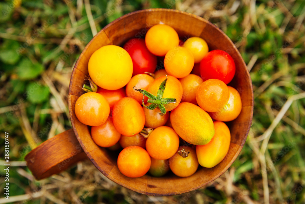 Top view of freshly hand picked cherry tomatoes, placed inside wooden cup. Top view of freshly hand picked cherry tomatoes, placed inside wooden cup.