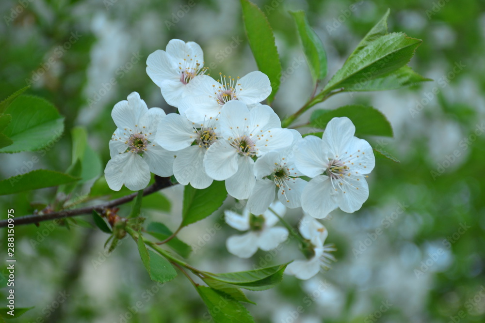 Obraz premium Spring cherry blossoms in Russia