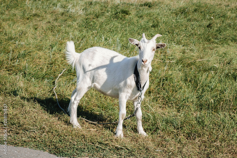 Fototapeta premium little white goat grazing in a field
