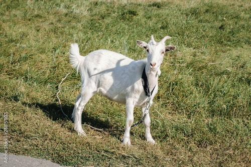 little white goat grazing in a field