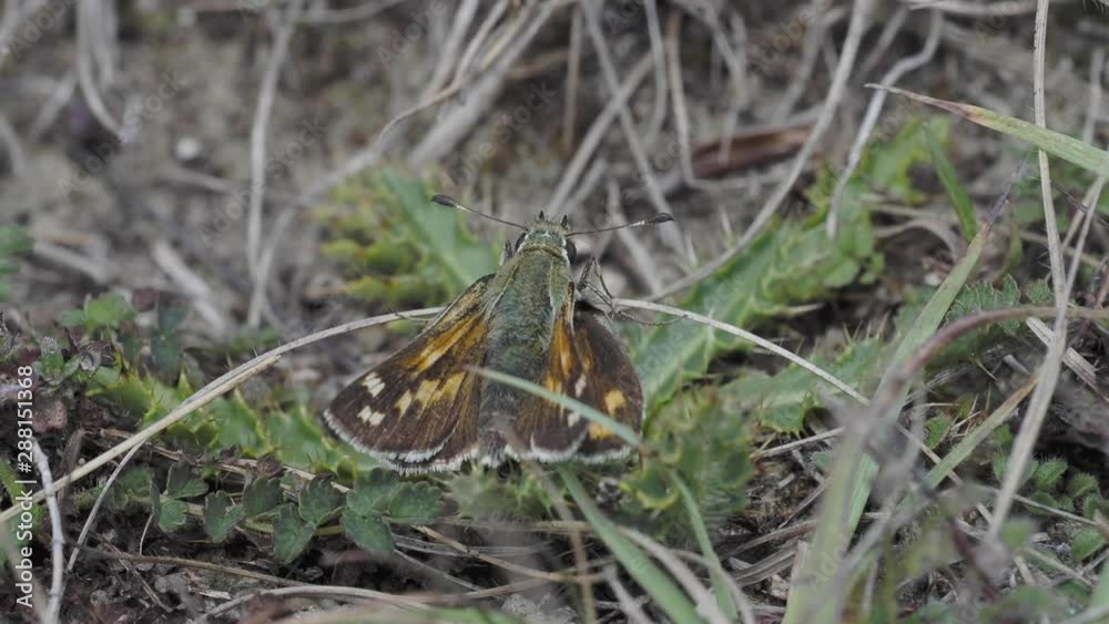 Silver-spotted skipper, Hesperia comm Silver-spotted skipper, Hesperia comm