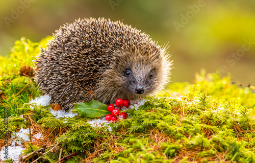 Hedgehog in Winter with green moss, ice and red berries.  Facing forwards.  Horizontal.  Landscape.  Concept: Christmas, Calendars, Christmas Cards.