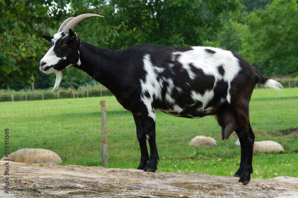 Goat standing on tree trunk Goat standing on tree trunk