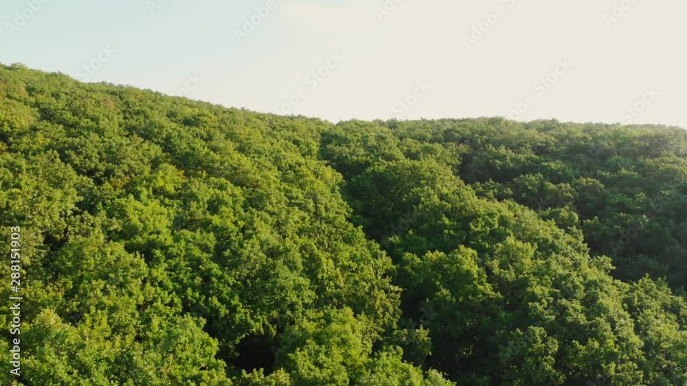 Aerial view of forest with trees in Bali Aerial view of forest with trees in Bali