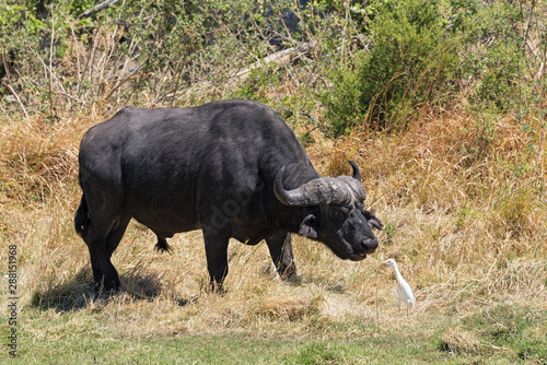  Water buffalo and Cattle egret in Moremi Park Botswana