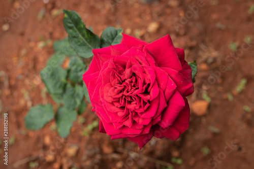 Red rose Flower in Unique texture photo