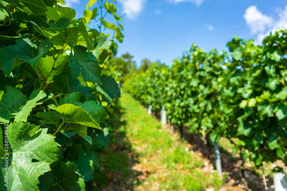 Vineyard at beautiful weather in late summer, ripe grapes before harvest Vineyard at beautiful weather in late summer, ripe grapes before harvest