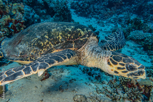 Hawksbill sea turtle in the Red Sea  dahab  blue lagoon sinai