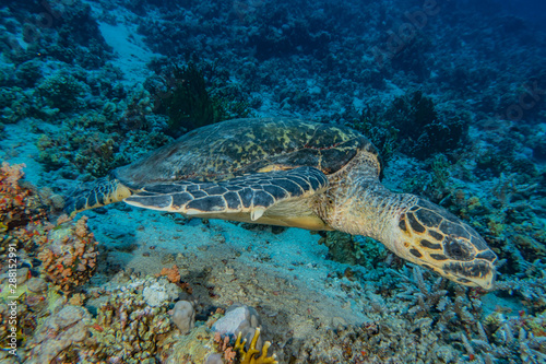 Hawksbill sea turtle in the Red Sea, dahab, blue lagoon sinai