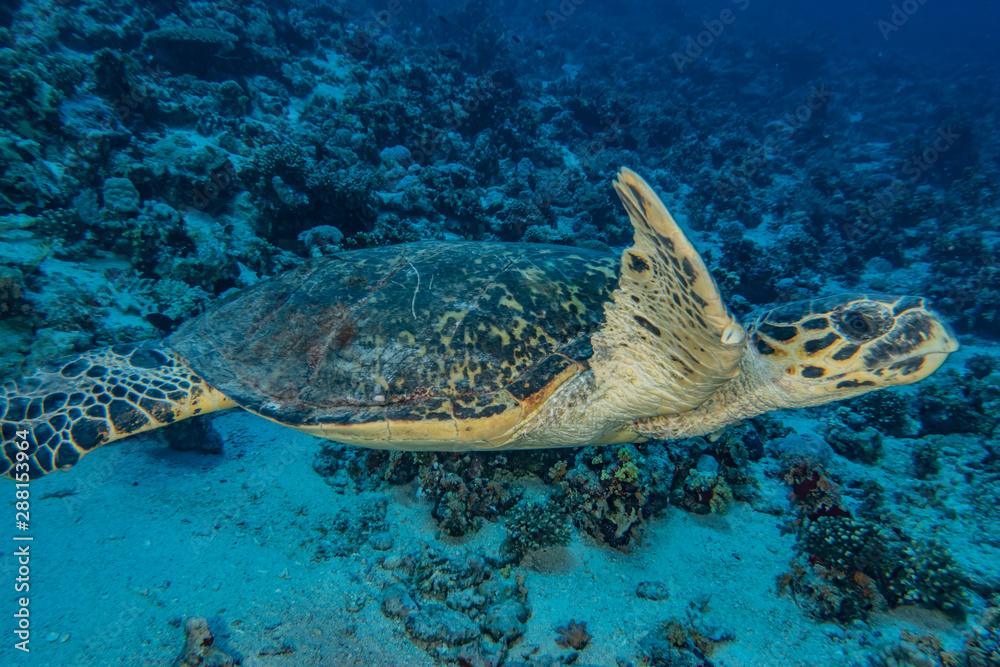 Obraz premium Hawksbill sea turtle in the Red Sea, dahab, blue lagoon sinai