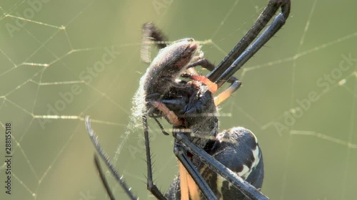 golden orb spider wrapping bug in cocoon