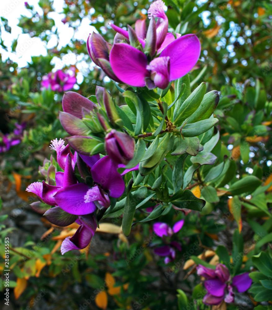 Purple garden flower bloom on green leaves background Purple garden flower bloom on green leaves background