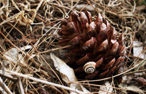Canvastavla Big pine cone with little snail lying on the ground in dry pine needles