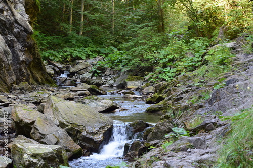 mountain river in the forest