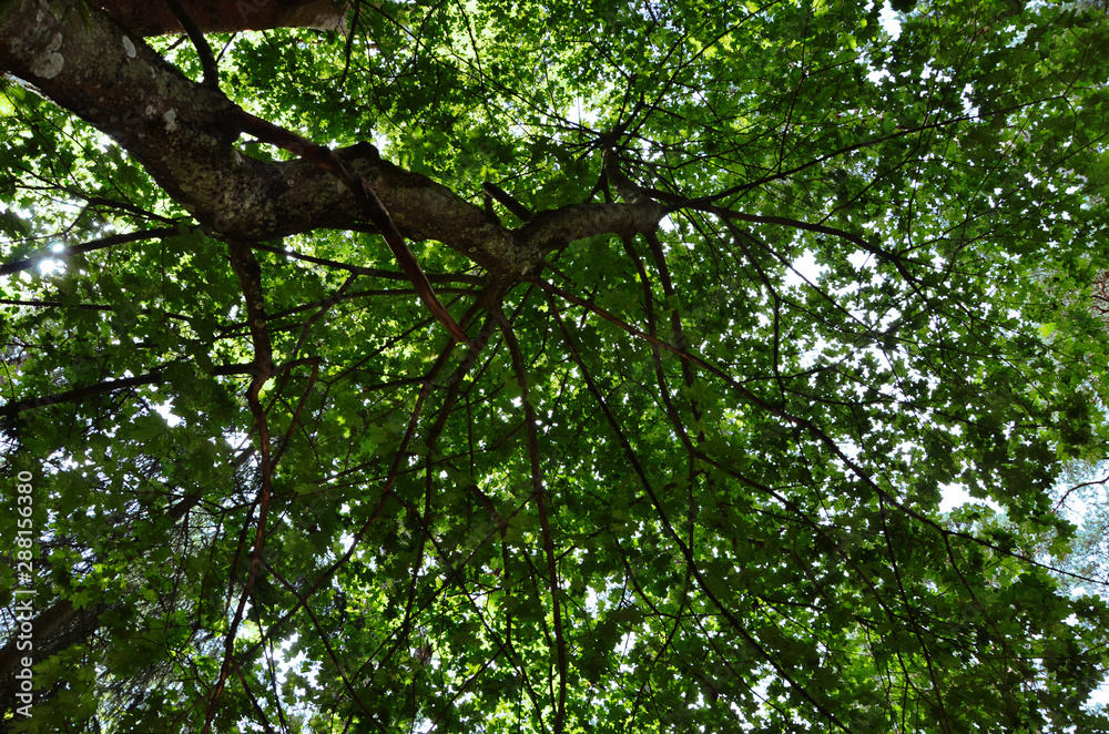 Fototapeta premium Tree from below green leaves in sky