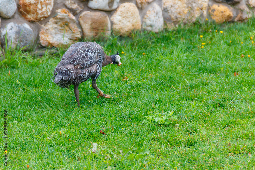 Guinea fowl on green grass at farmyard