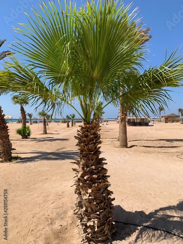 palm trees on the beach