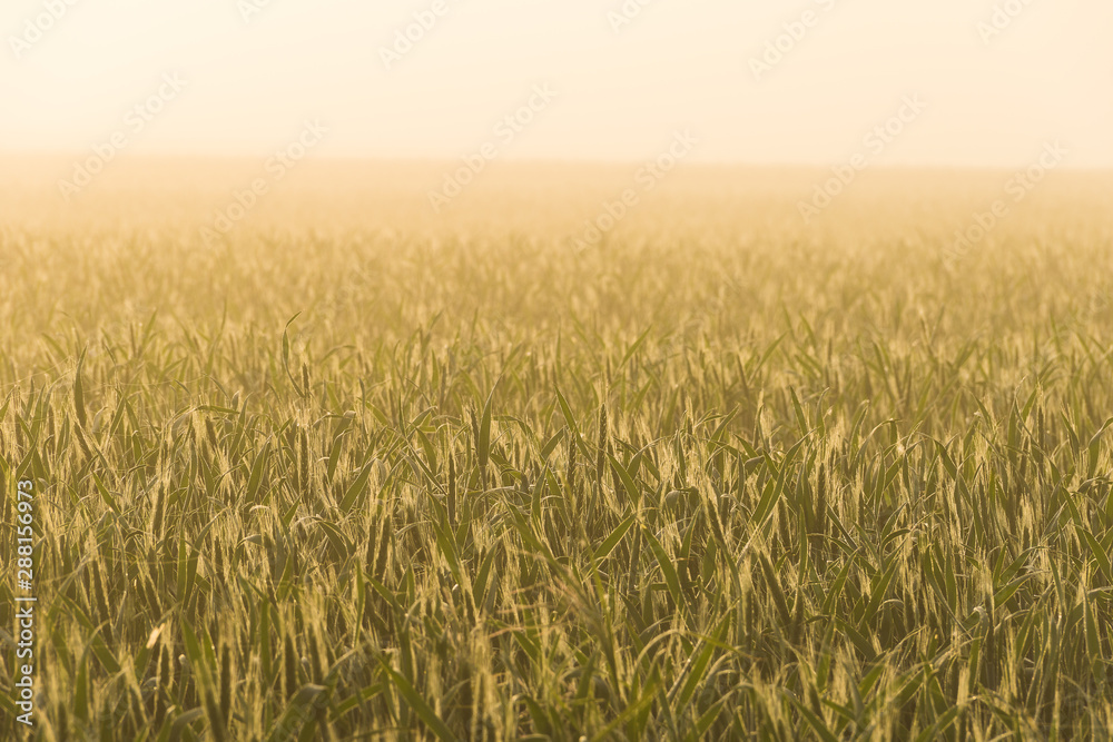 Yellowish field of wheat in the light of the rising sun.