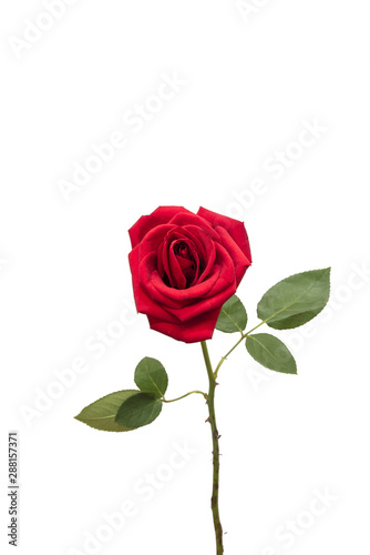 Fototapeta Naklejka Na Ścianę i Meble -  red rose flower