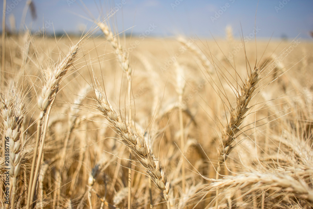 Spikelets closeup. Yellow wheat field in Ukraine, city Kherson