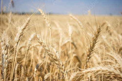 Spikelets closeup. Yellow wheat field in Ukraine  city Kherson