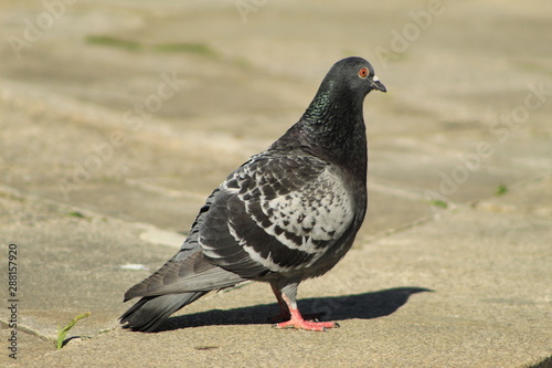 Street pigeon in the city of Pontevedra