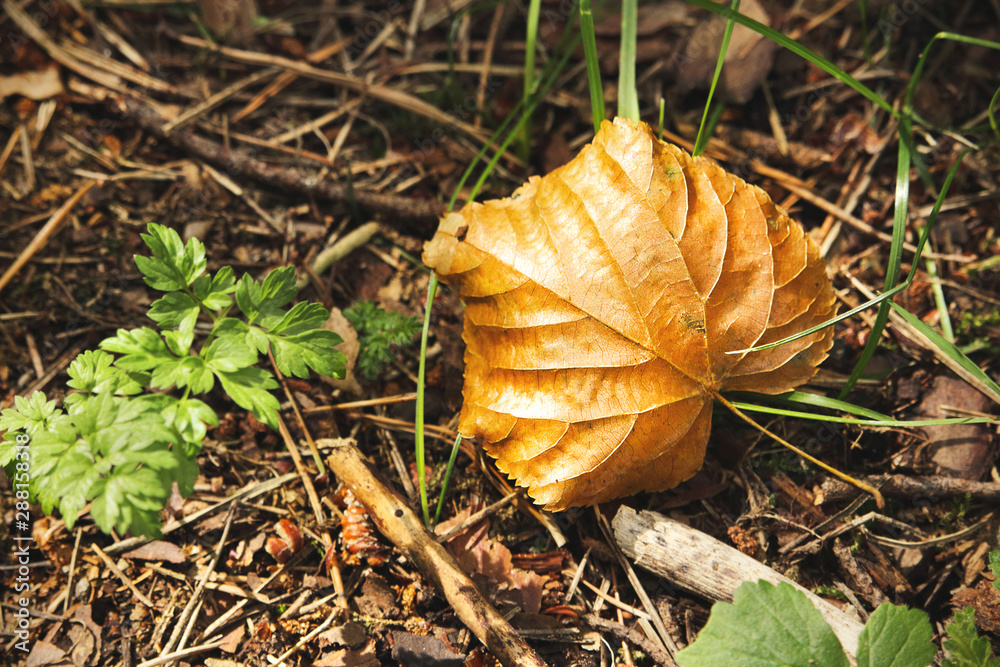 Bright brown dry maple leaf on the ground Bright brown dry maple leaf on the ground