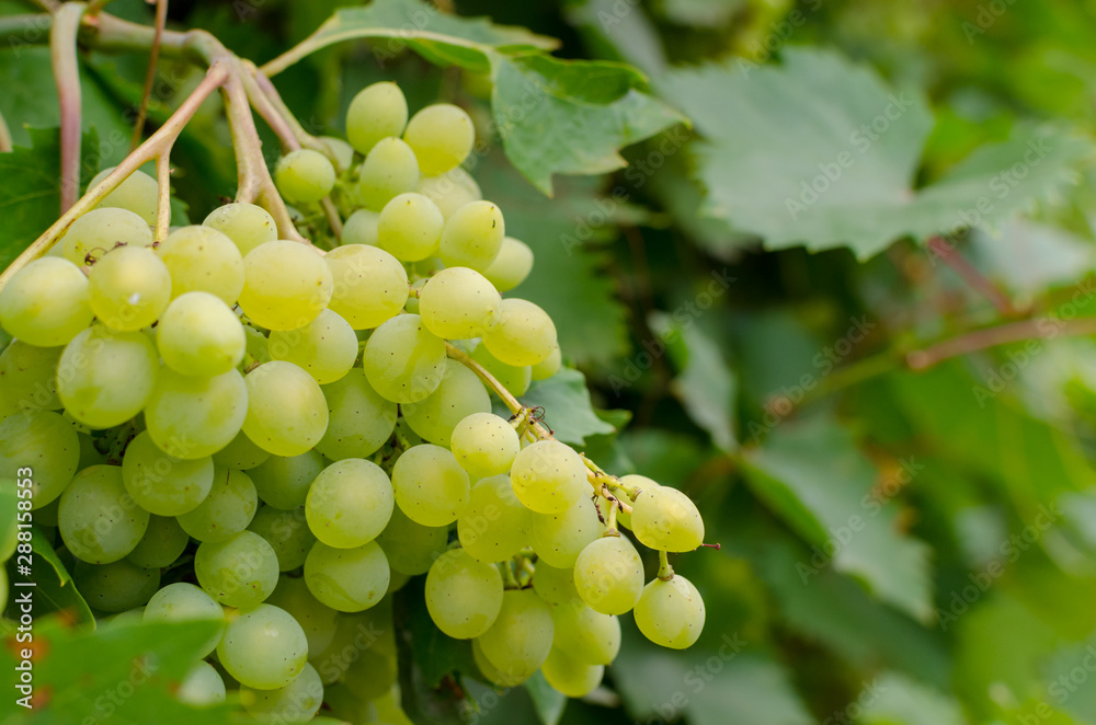 Vineyard ripe white grapes in autumn harvest season. Close up.
