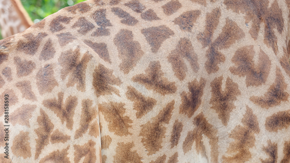Genuine leather skin of giraffe with light and dark brown spots, Realistic giraffe texture for background. Genuine leather skin of giraffe with light and dark brown spots, Realistic giraffe texture for background.