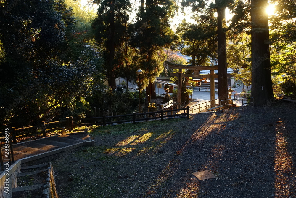 滋賀県米原市の泉神社の境内と木洩れ日