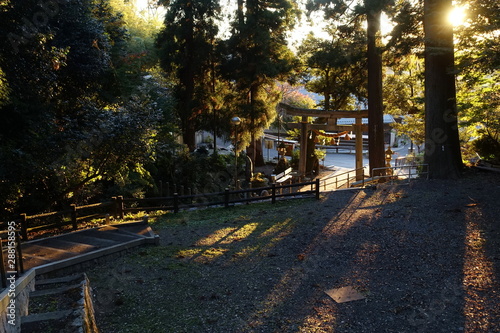 滋賀県米原市の泉神社の境内と木洩れ日 © 眞