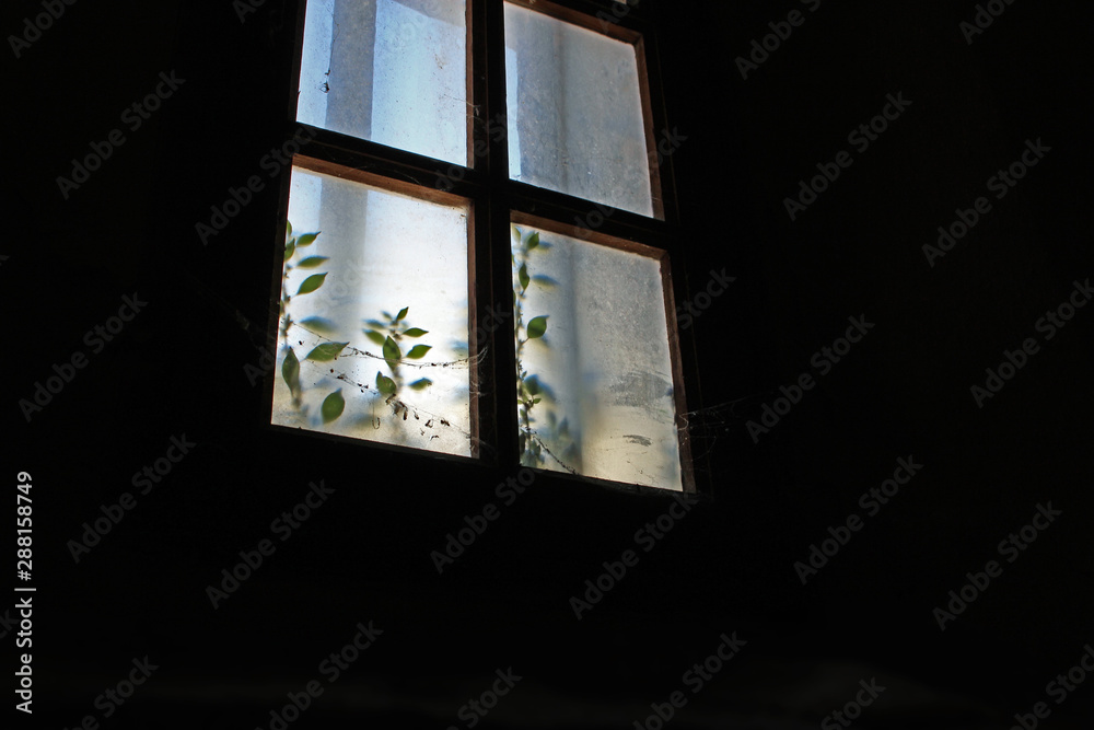Spooky dirty window in the dark with dead insects, creeping plant and spider web Spooky dirty window in the dark with dead insects, creeping plant and spider web