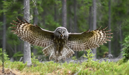 Great grey owl in flight in forest landscape. Owl in flight.