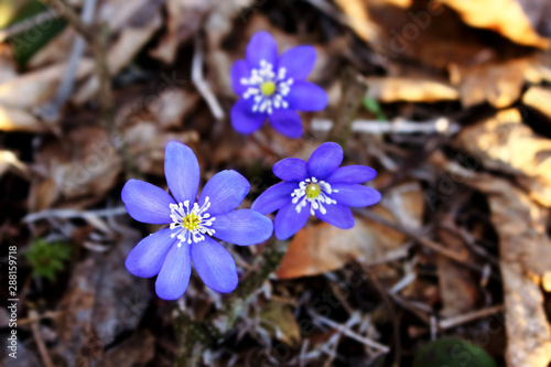 Blue spring snowdrop flowers in last fall's dry leaves