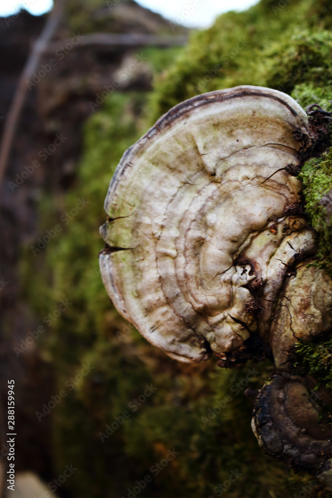 Wood fungus growing on tree trunk with green moss Wood fungus growing on tree trunk with green moss