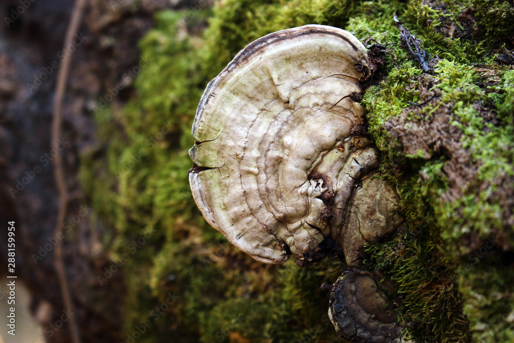 Wood fungus growing on tree trunk with green moss Wood fungus growing on tree trunk with green moss