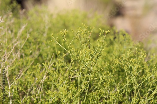 Threadleaf Snakeweed is an accepted casual reference for the subshrub botanically labeled as Gutierrezia Microcephala. They are native to the Southern Mojave Desert in Joshua Tree National Park. photo