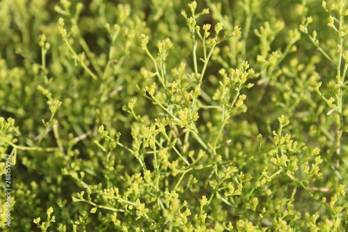 Threadleaf Snakeweed is an accepted casual reference for the subshrub botanically labeled as Gutierrezia Microcephala. They are native to the Southern Mojave Desert in Joshua Tree National Park. photo