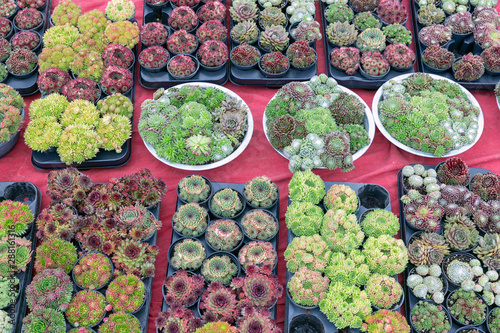 Background of red carpet with display of small succulents photo