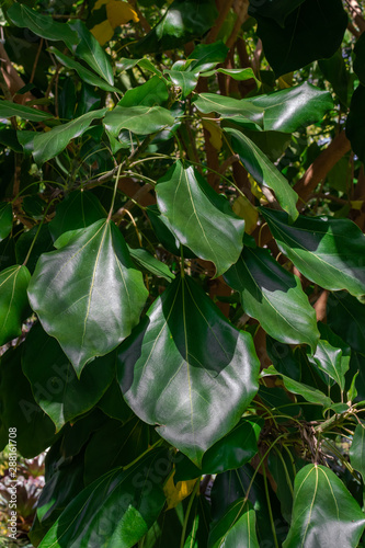 Oreopanax nymphaeifolius tree with green leaves, with sunlight, close view photo