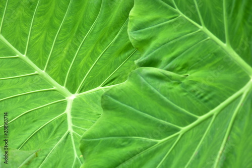 Large heart shaped green leaves of Elephant ear or taro (Colocasia species) the tropical foliage plant isolated on white background, clipping path included
