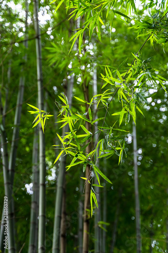 Green bamboo in the forest nature background.