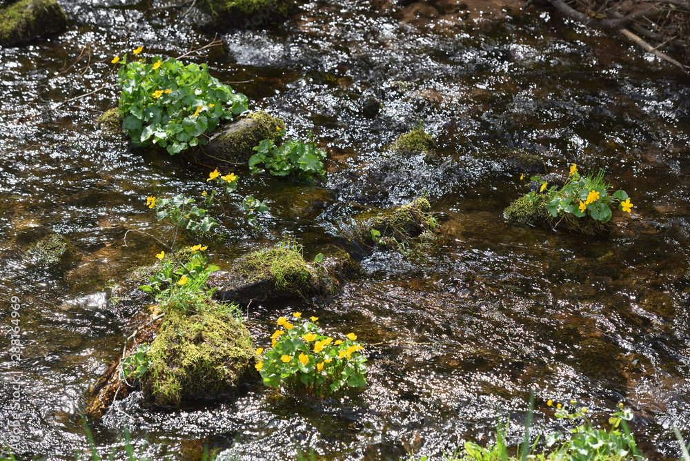 Clean mountain river with stones and plants and fresh spring grass in the Schwarzwald forest, Germany Clean mountain river with stones and plants and fresh spring grass in the Schwarzwald forest, Germany
