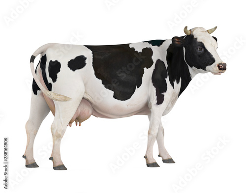 Cow Isolated photo