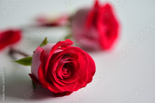 Red rose on white and black background lovers